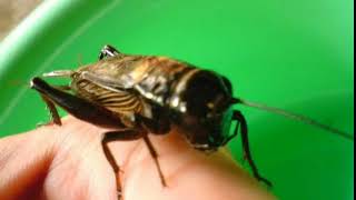 Download lagu SUARA JANGKRIK COCOK BUAT MASTERAN mp3 Download lagu SUARA JANGKRIK COCOK BUAT MASTERAN mp3