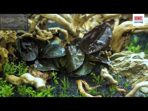 Juwel Aquarium Rio 180 Aquascaping Tutorial