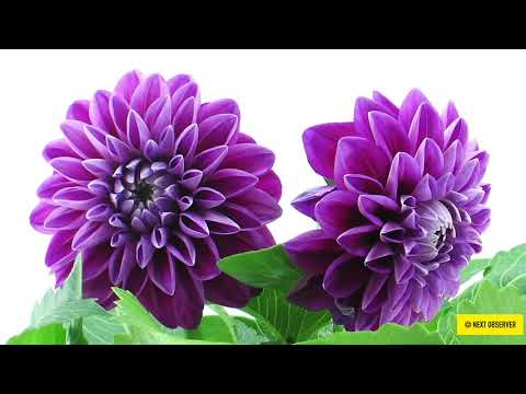 Flower Blooming - Oddly Satisfying