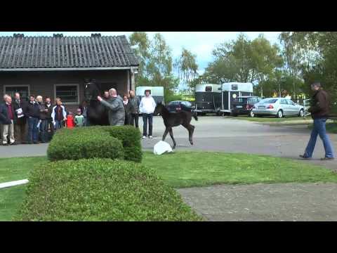 10 Stutfohlen von Livaldon - Dancier