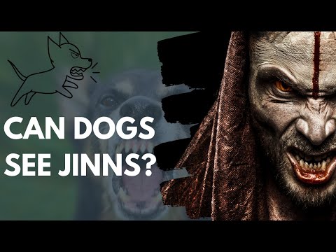 Can dogs or cats see jinns | Urdu/हिंदी