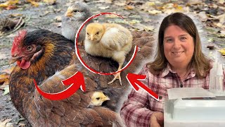 Hatching Chicken Eggs: The Ultimate Guide Using The Amazon Incubator #incubator #raisingchickens