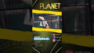 Download lagu Aksi Kenari Maharaja mp3 Download lagu Aksi Kenari Maharaja mp3