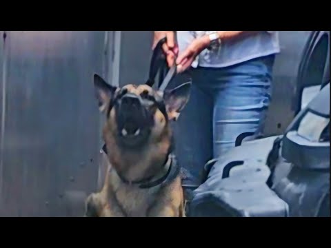 Heinz Dog training / Miami Dog Training video.