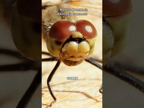 Why Dragonfly Is The Deadliest Predator!