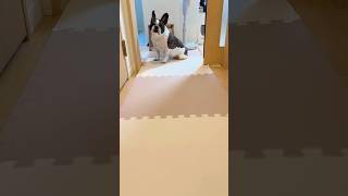 業務的なフレブル