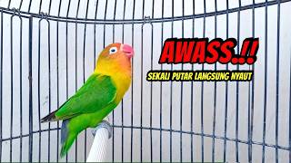 Download lagu Suara Burung Lovebird Ngekek Panjang PINTAR Memancing BUNYI, Lovebird Susah Bunyi Langsung NYAUT mp3 Download lagu Suara Burung Lovebird Ngekek Panjang PINTAR Memancing BUNYI, Lovebird Susah Bunyi Langsung NYAUT mp3