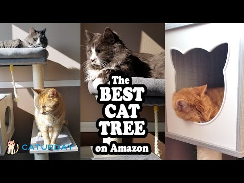 Senior Cats Get A Cat Tree! | PAWZ Road Modern Cat Tree Review | Caturday