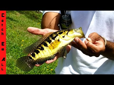 CATCH AMAZING EXOTIC FISH with NO BAIT!