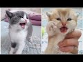 Beautiful Kitty Meowing Meow Meow So Cute Adorable Kittens Video