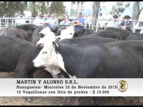 18-11-15 Venta de Vientres - Martin y Alonso S.R.L. - Huanguelen.