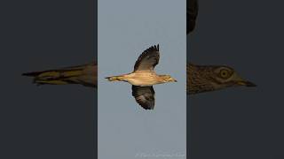 Download lagu A very rare bird in the UK #bird #wildlife #birdwatching mp3