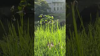 東京国立博物館　　 庭園の夏緑（青紅葉）　　Summer Maples in the Tokyo National Museum Garden