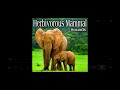 Hollywoodedge Elephant Baby Trumpe AT043501