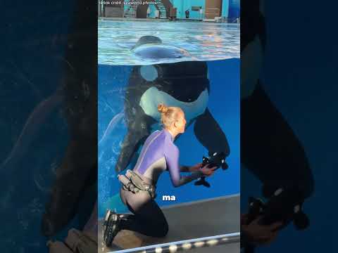 Il delfino dà il benvenuto al nuovo amico con una danza.