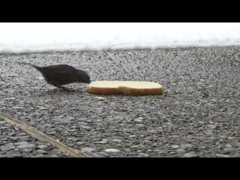 Christmas Bird at the Sour Dough Bread   SD 480p