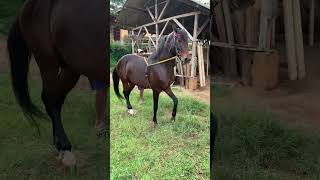 Download lagu kuda renggong janaka Group #janakagroup #horsedance mp3