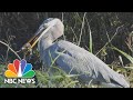 Great Blue Heron Caught On Camera Swallowing Baby Alligator In Florida NBC News NOW