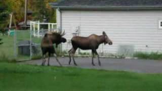 Sex Moosey Style Alaska by Guy Olsen