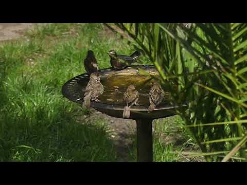 SPATZENKINDER 2018 Badespaß