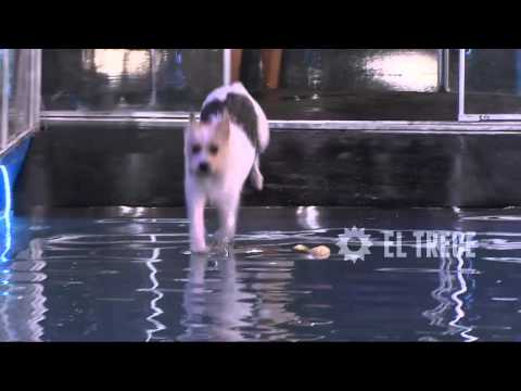 Especial Perros - Programa 16/01/15