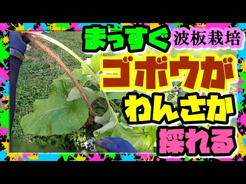 園芸 ごぼう、栽培ごぼう、ごぼう