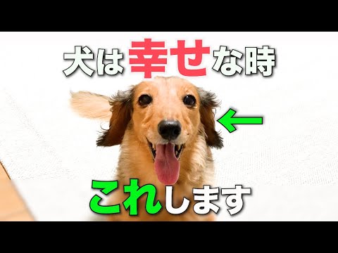犬を幸せにする46の方法