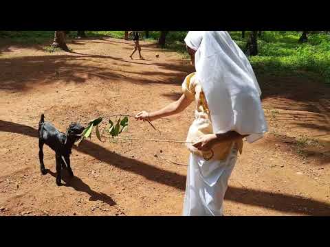 basheer dinam a small skit sanamol🥰🥰