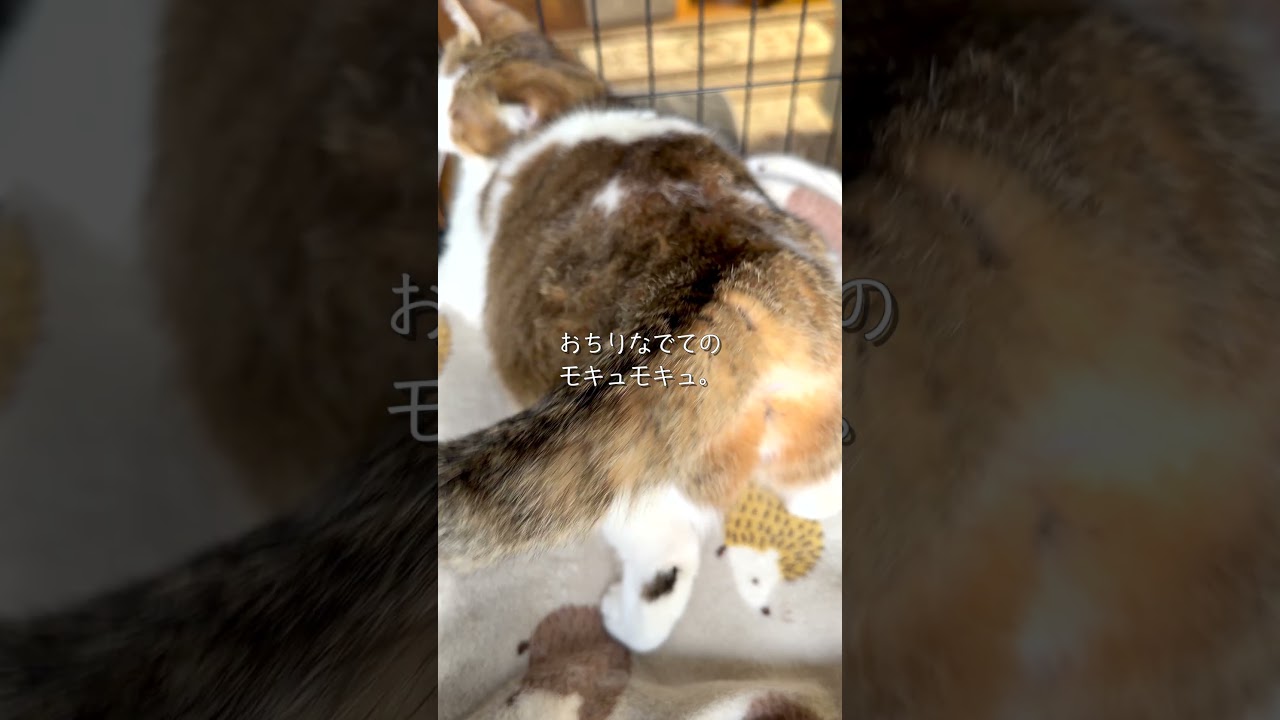 保護猫ミラが発情期突入！突然始まった怪獣化  #保護猫ミラ#外猫しまちゃん#元野良猫#保護猫#猫のいる暮らし