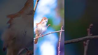 Download lagu BEAUTIFUL RELAXING MORNING NIGHTINGALE SINGING IN THE WOODS #birds #nightingale #shorts #relaxing mp3