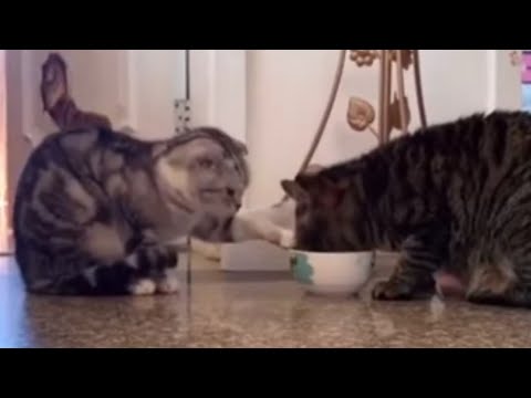 Cats sharing food