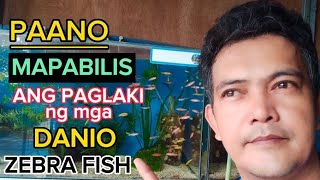 PAANO MABILIS NA PALAKIHIN ANG MGA DANIO FRY or ZEBRA FISH FRY