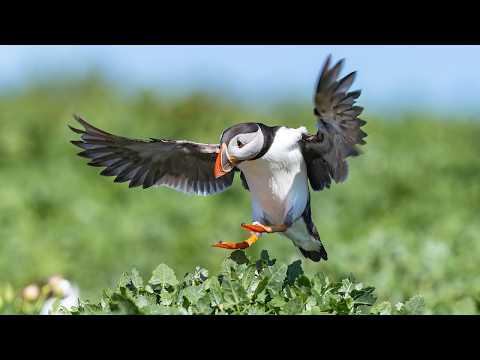 10 Hours Of Puffins And Cliff Birds And Nature Sounds - Ambience - Meditation - Stress Relief