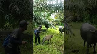 Anak Moza Di kasih tanda