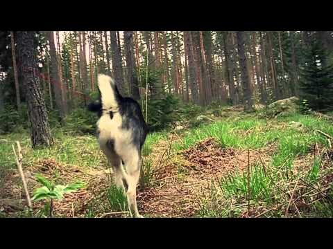 Viltolycka  - varning för viltolycka från skymning till gryning