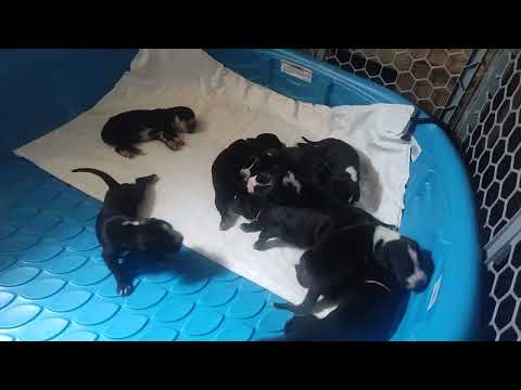 Cane Corso x Dogo Argentino Working Mix puppies Day 10 starting to walk on all 4's