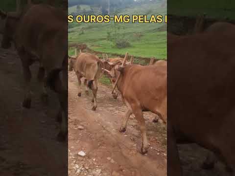 JORGE O CARREIRO MAIS NOVO DE CONCEIÇÃO DOS OUROS-MG
