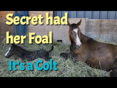 Foal Surprise - New Thoroughbred Smokey Black Colt Arrived