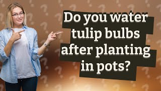 Do you water tulip bulbs after planting in pots?
