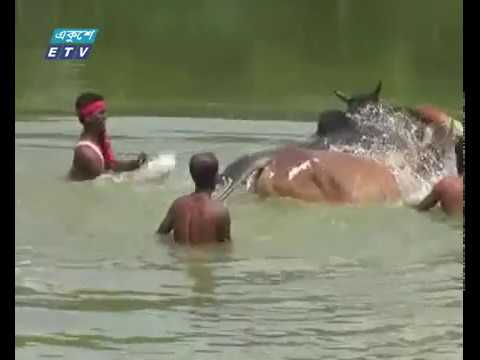পশুর পরিচর্যায় খামারীরা ব্যস্ত