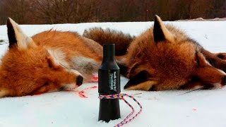 Как охотится на лису с манком