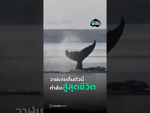 ลุ้นปาฏิหาริย์ ‘ทิมมี่‘ วาฬเกยตื้นสู้ชีวิต #วาฬเกยตื้น #ทิมมี่ #ช่วยวาฬ #วาฬหลังค่อม #KeepTheWorld