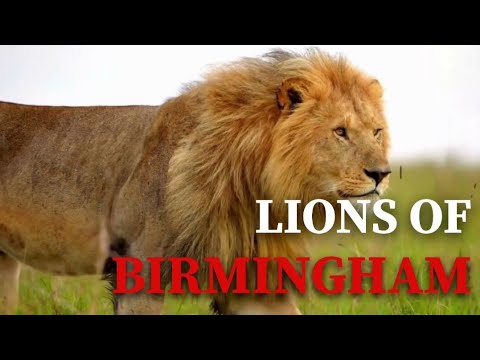 THE RISE AND FALL OF THE BIRMINGHAM LIONS : THE TRUE STORY OF THE COALITION IN SABISAND