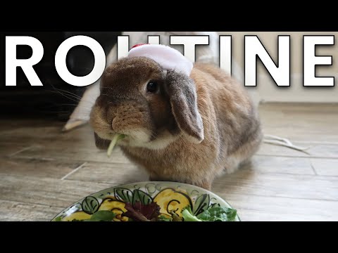 My FULL Bunny Routine (Day & Night)