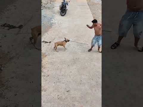 #funny #dogs #pet #dogscats#dogshorts #dog#doglover#doglife