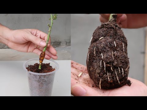How to grow cucumbers to produce a lot of fruit in soil Bags at home