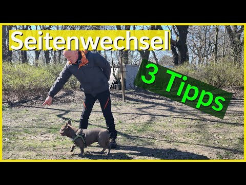 Bei Hundebegegnungen hilft der Seitenwechsel.
