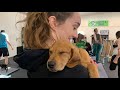Puppy Yoga Is The Best Thing Ever And It S In Ballard KING 5 Evening