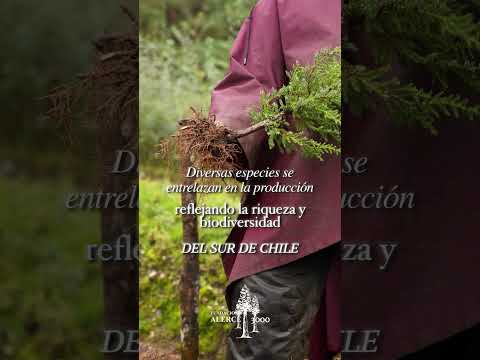 Producción de Plantas Vodudahue