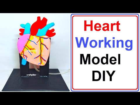 stomata model stomatal opening and closing science project howtofunda diy